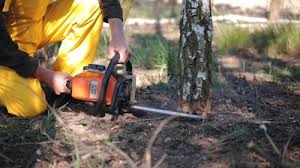 Why Choose Our Tree Removal Services in Taylorsville, NC?